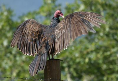 Turkey Vulture sunning on a fence post