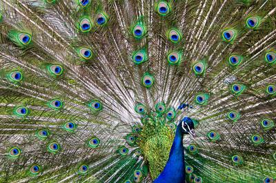 Peacock showing tail