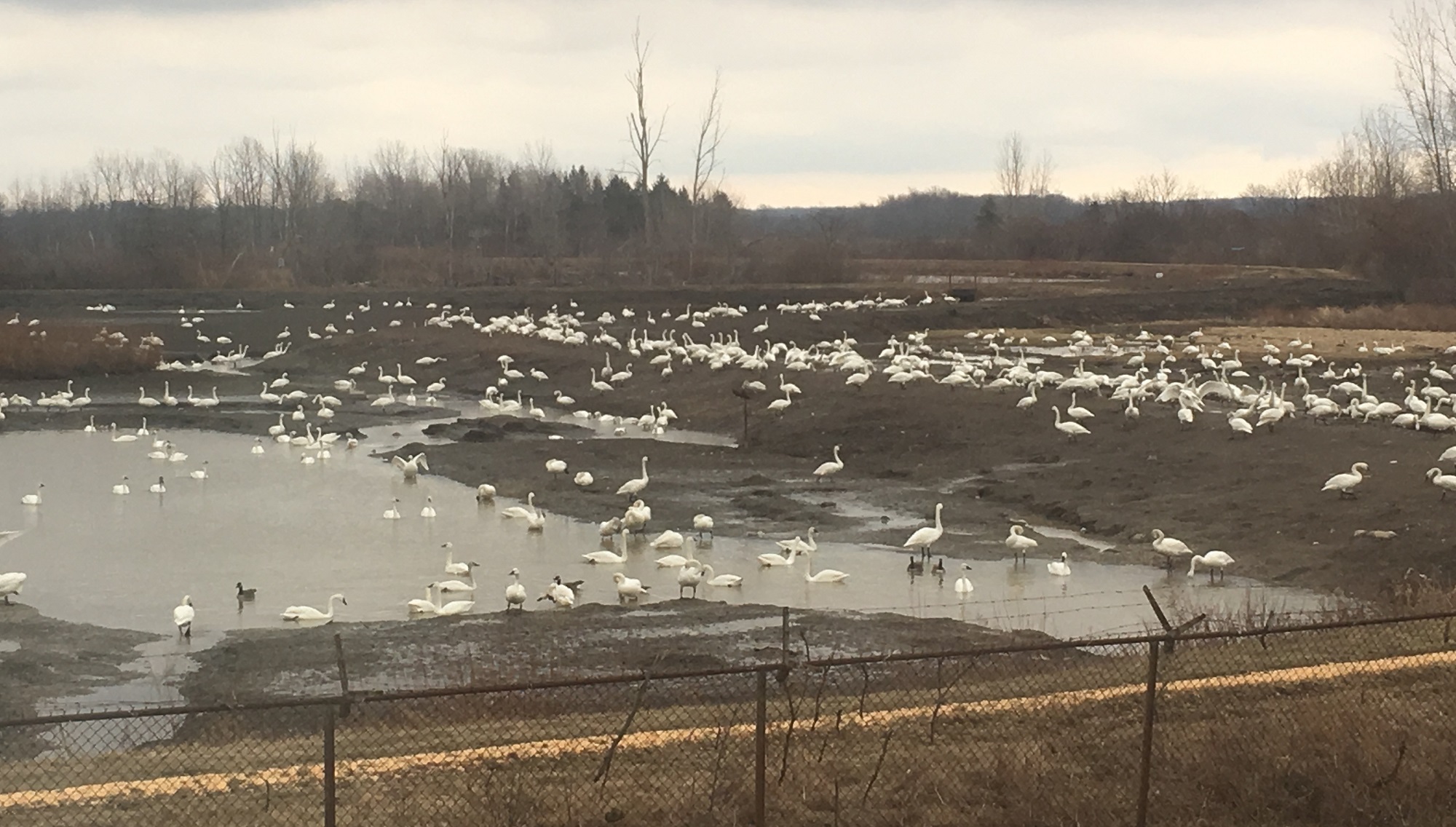 Tundra swans, Aylmer, Ontario