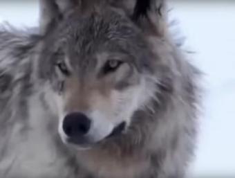 wolf