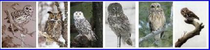 Ontario Owls