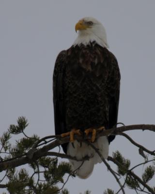 Bald Eagle in tree