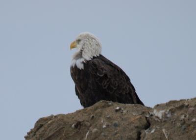 Bald Eagle near Hanmer, Ontario