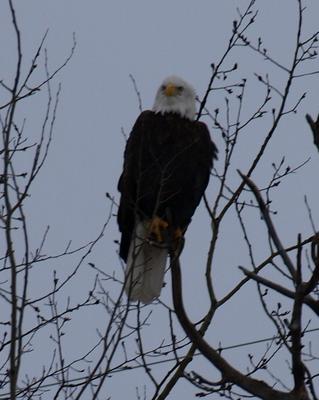 Bald Eagle