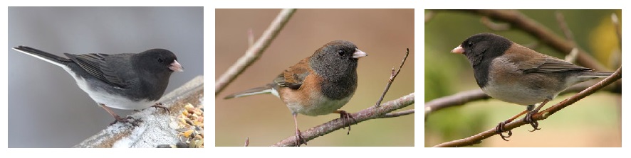 Juncos in Ontario