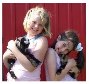 Pygmy goats - Sunnybrook Farm