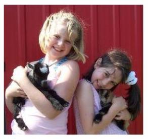 Pygmy goats - Sunnybrook Farm