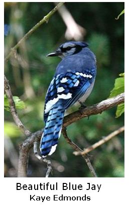 Blue Jay bird on a branch, by Kaye Edmonds, Ontario, Canada
