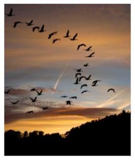 Jack Miner - geese