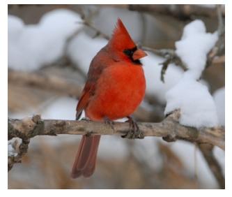 Red cardinal on a branch in winter snow