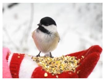 chickadee eating bird seed from a hand with red mittens in the snow