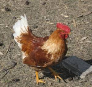 Rhode Island Red Cock