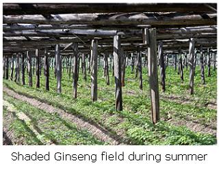 shaded ginseng growing Delhi Ontario