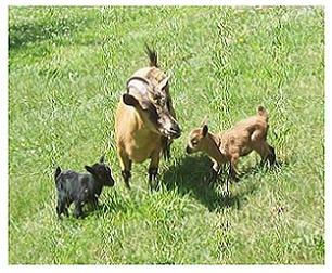 Daisy and Demi pygmy goat twins