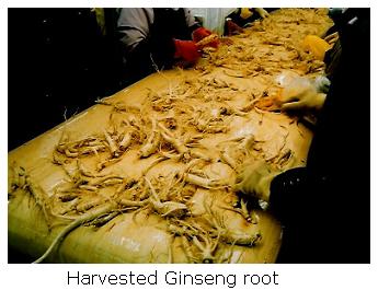 Ginseng Root