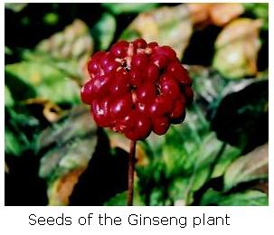 Ginseng seeds and plants