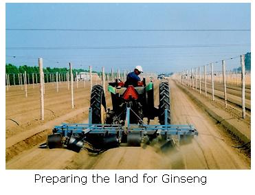 Tractor working Ginseng
