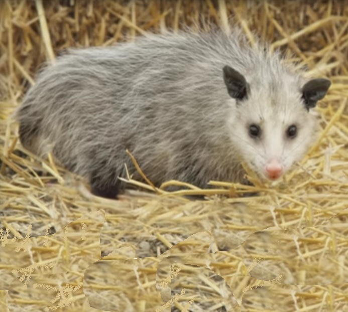 Virginia Opossum now found in Ontario, Canada, this is a small possum