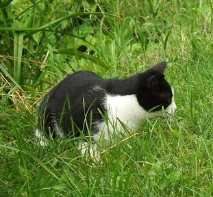 Domestic short-hair cat