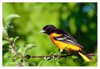 Baltimore Oriole