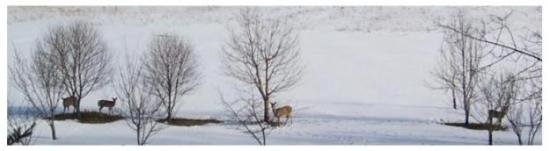 herd of white tailed deer in the snow at Sunnybrook Farm, St Thomas, Ontario