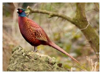 Pelee Island pheasant hunt