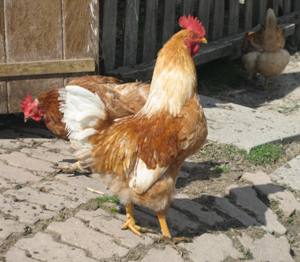 Rhode Island Red Cockerel