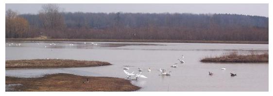 Tundra Swan Viewing Aylmer, Aylmer Wildlife Management Area, Hacienda Road, Ontario