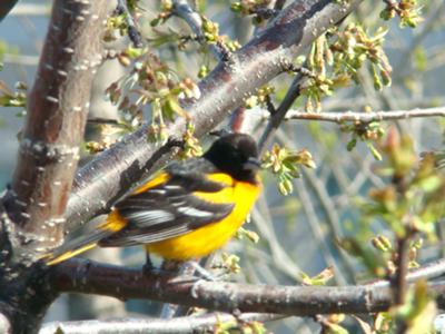 Female Baltimore Oriole -Mississauga