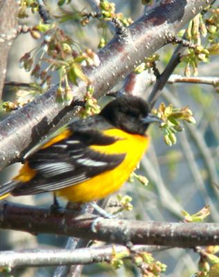 Female Baltimore Oriole-Mississauga