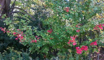 No special effects here, this really is the colour of the Maple leaves as they start to turn