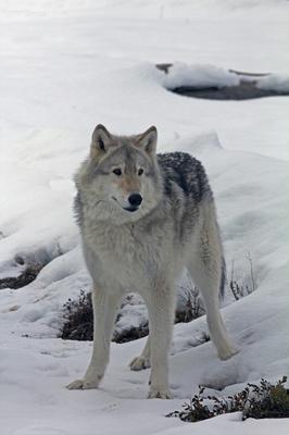 Grey Wolf