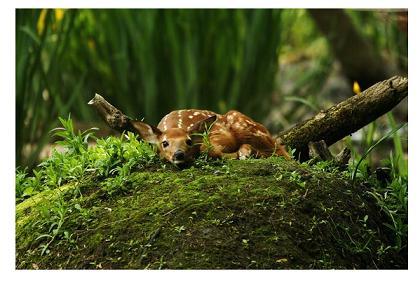 Fawn on a Muskrat Lodge, by Aaron Blanshard, Photographer, London Ontario