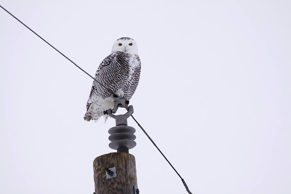 Aaron Blanshard Snowy Owl on a utility pole