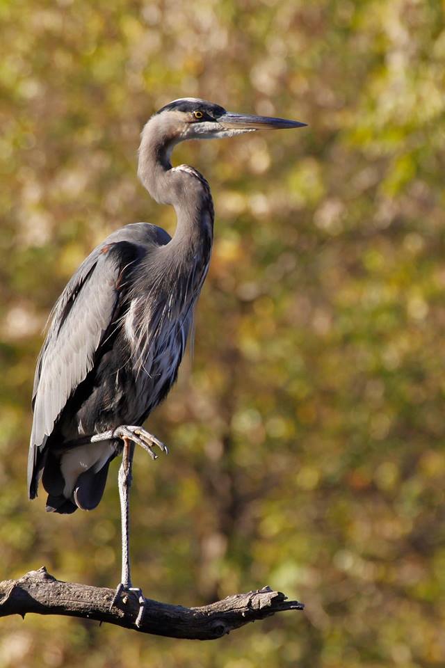 Great Blue Heron photograph by Aaron Blanshard