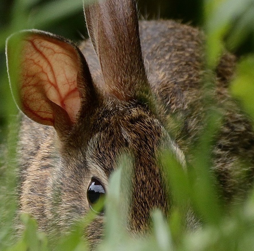 Close up of wild rabbit by photographer Aaron Blanshard