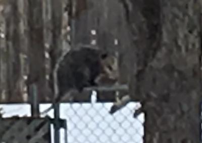 Ontario Possum - aka Albino Rat