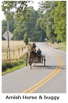 Amish horse and buggy