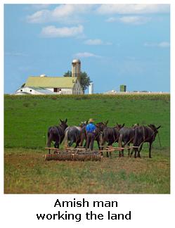 Amish Farmer working field with team of mules, Southern Ontario, Canada