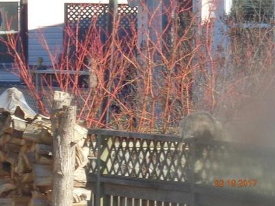 Possum on Fence