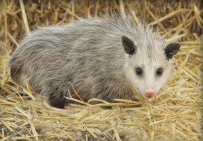 Possum in Ontario