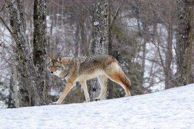 Coyote in the Snow