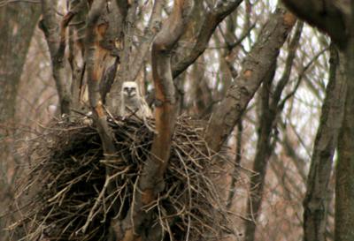 Young Great Horned Owl