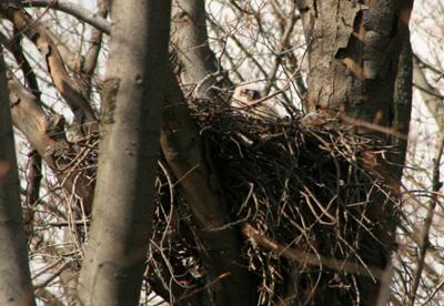 Owl nest