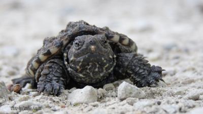 Turtle Crossing