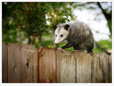 Opossum on a fence