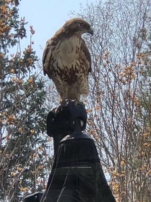 Backyard Hawk