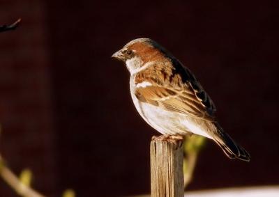 Sparrow - last rays of the sun