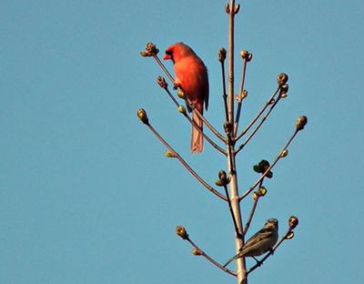 Easter Morning Cardinal