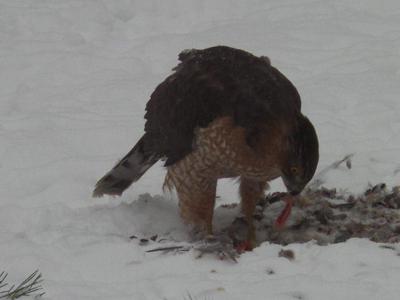 Backyard Kill - Coopers Hawk?